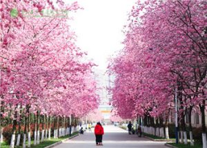 云南医药健康职业学院2021年五年制高职招生时间